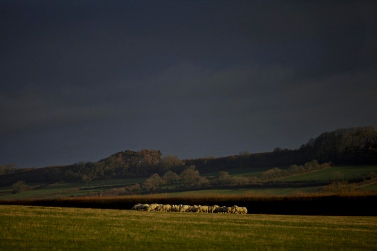 sheep winter sky 1 low res